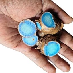 black turmeric seeds, kali haldi Seeds (pack of 5 bulbs) for sowing purpose, Curcuma caesia Seeds for terrace garden-13