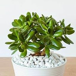 RAINBOW RAGA Crassula Ovata Jade Plant (Feng Shui Good Luck Vastu Plant) – Natural Good Luck Indoor Plant | Ideal For Living Room, Bedroom, Kitchen, Dining Table, Office Desk & Gifting-image-49