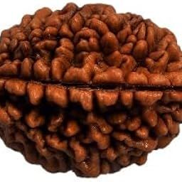 HC- Ek Mukhi Rudraksha 12/Single Faced Rudraksha to Bring Homes Good Luck, Success and Prosperity-49