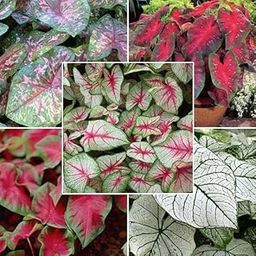 Mphmi Seedless Plant Flower Bulbs Plants Caladium (Random Color) - Bulbs (set of 10)-image-81
