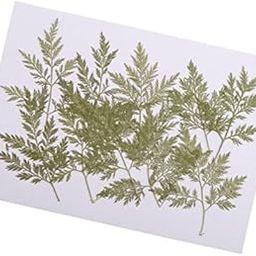 MERISHOPP®2x10 Pieces Pressed Dried Flowers for Scrapbooking Card Making|Crafts | Home Arts & Crafts | Floral Crafts | Dried Botanicals & Potpourri-image-63