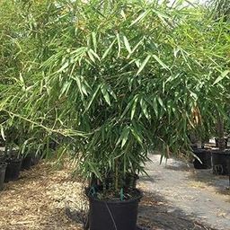 Indian Gardening Low Maintenance Mula Bamboo Live Plant – Linked to Punarpusam Nakshatra | Outdoor Privacy Screen | Balcony Potting | Lucky Plant for Home-image-89