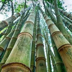 PS Agro Input Bambusa gigantea, Giant Bamboo, Dragon Bamboo, Dendrocalamus giganteus Seeds for Farming, Planting (20 seeds)-image-54