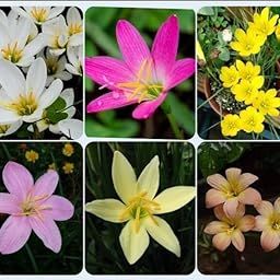 Flower Bulbs | Rain Lily Mix Flower Bulbs For Home Gardening (Pack of 15 Bulbs)-image-50