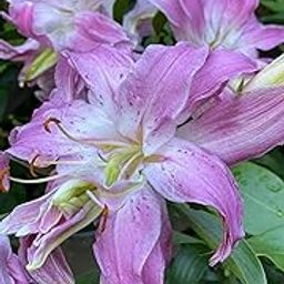 SVG® Double Oriental Lily for Home and Gardening Pack of 2 bulbs (VIOLET)-image-97