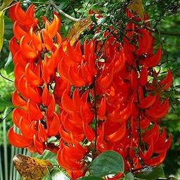Agropack Red Jade Vine Live Plant Available | Flowering Plant | Ornamental Plant | Rarest Flowering Plant-image-43