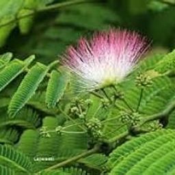 Shy plant seeds (10 seeds)-image-20