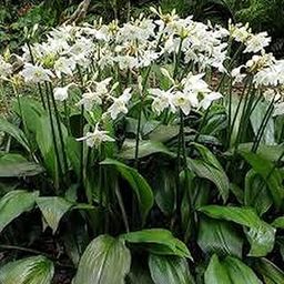 Flower Bulbs |Eucharis Lily |White Colour |Amazon Lily |100% Germination Rate | Suitable for Indian Climate | Grow All Season Flower Bulbs | for Pot & Home Garden | Pack of 10 Bulbs By PLANTOGALLERY-image-13