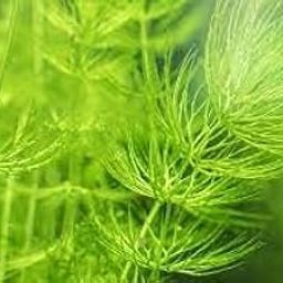 Foxtail aquarium live plant Pack of 12 stems-image-11