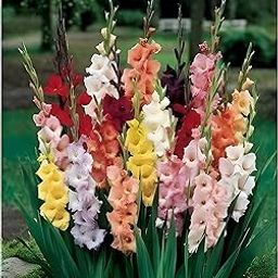 Mixed Colour Gladiolus Flower Bulbs, Summer Blooming Perennial, Bulbs for 75-120 cm Height Garden Plant (15, Medium)-image-69