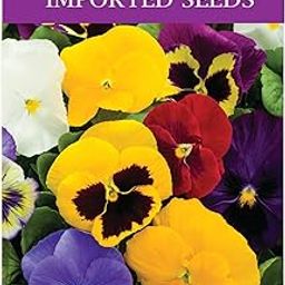 Udnata Butterfly Pansy Viola Del Pensiero Gigante Svizzera Blue Imported Flower Seeds PACK Of 2 Packet-image-34