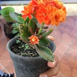 Kalanchoe Double Live Flower Plant with Beautiful Black Pot, You will Get Same Color as Shown in the Picture.(Pack of 1) (Orange)-image-18