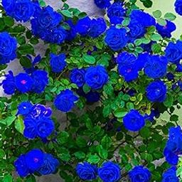 Live Climbing Hybrid Blue Rose Plant, Pack of 2-image-56