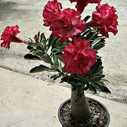 Mphmi Live Plant Nursery NCR of 3 Bonsai looking Adenium Plants (Plant Height 4 inches, Pack of 3 Bonsai looking Adenium Plants)-image-1