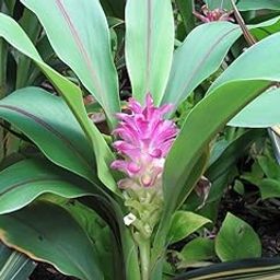 OhhSome Rare Black Turmeric Curcuma Caesia Medicinal 1 Healthy Live Plant-image-0