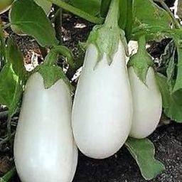 Green World F1 HYBRID BRINJAL WHITE EGGPLANT/BENGAN SEEDS FOR KITCHEN GARDENING (10 seeds)-image-59