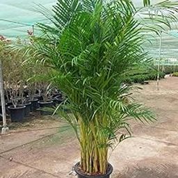 Live Areca Palm Natural Indoor Plant Bonsai Live Indoor Plant With Growing Bag-image-19