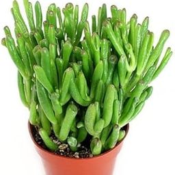 Gim Jack Galaxy Live Crassula Ovata GOLLUM Jade Plant, | Finger Jade, Lucky plant with Pot | Gollum Jade Your Quirky and Low-Maintenance Succulent Companion | Indoor & Outdoor Plant-image-4