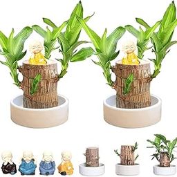 Lucky hood plant, Brazil lucky wood plant indoor brazilian good luck plant 2 live plant-image-21