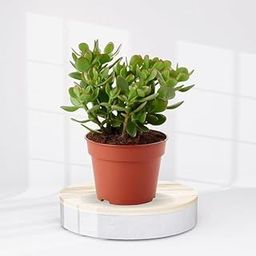 Yotova Beautiful Live Dhan Kuber Plant Auspicious Crassula Money Plant Jade Plant Lucky Plant for Good Luck Plant Gift Plant Feng Shui Plant Home Decor Living Room Bedroom Balcony Office Desk Indoor-image-18