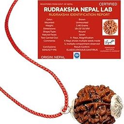 Kaushlendra 7 Mukhi / 7 Faced Nepali Rudraksha – Natural & Certified | 7 Mukhi Rudraks for Meditation and Prayer, Protection, Chakra Balancing, Spiritual Growth and DIY Pooja Supplies-image-4