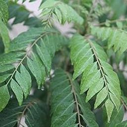 Curry Leaves/Kariveppilai/Kariveppila/Karepaku Healthy Live Plant-image-30