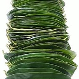 Soursop4Cancer Soursop Graviola Green Leaves from Matured and Organic Soursop Trees (Annona muricata Hanuman Phal Laxman Phal Guyabano Mullu Chitta Leaves) (100 Nos - 10 Days Pack)-image-17