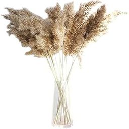 Fluffy large10 pcs Natural Pampas Grass Reed Grass Dry Grass for Decoration-image-31