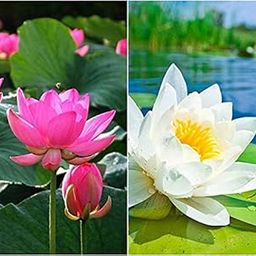 Afflorance Flower Seeds : Lotus Flower Seeds Pink & White Colors Seeds For Home Garden 15 Seeds- Garden Flower Seeds Pack-image-88