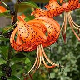 Combo Flower Bulbs Day Lily/Tiger Lily Flower Bulbs For All Season Pack Of 3 Bulbs (Orange) 100% Germination Flower Bulbs By PLANTOGALLERY-image-55