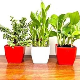 GROW A TRIO OF PROSPERITY & POSITIVITY MONEY PLANT LUCKY BAMBOO & JADE PLANT COMBO WITH COLOURFUL POT FOR YOUR INDOOR OUTDOOR SPACE-image-20