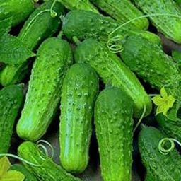 Cucumber Gherkins, Small Pickling Cucumber, 30 Seeds by Seedscare-image-4
