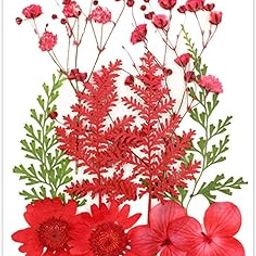 YellowCult Natural Real Dried & Pressed Flowers for Art Craft - Mixed, Multicolor for Soap, Candle, Scrapbooking, DIY, Resin Jewelry, Pendant - [Assorted Red 13 x 9 cm]-image-94