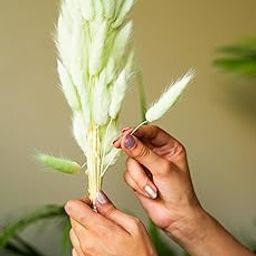 CLOUD INDIA Tail Dried Pampas Grass (50-60 Stems) for Home & Office Decor Natural Dried Pampas Grass, Decoration - Boho, Wedding Flower Arrangement, Home Decor (Green)-picture-19