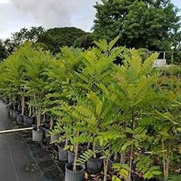 Creative Farmer Live Herbal Plant Simarouba Lakshmi Taru Edible Oil Seed Bearing Tree Medicinal For Home Garden Plant(1 Healthy Live Plant)-image-12