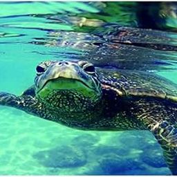 SAZ DEKOR Aquarium Single-Sided Adhesive Poster Background Sticker Turtle 76x46cm-image-46
