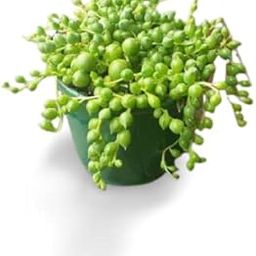 OhhSome Succulent Plant String Of Pearl, Senecio Rowleyanus, Indoor Plant, Hanging - |House|Indoor|Bedroom|Table|Living Room|Office Decoration Gift (Healthy Live Plant)-image-82
