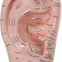ACUPRESSURE Ear Model for Acupuncture Auriculotherapy – Detailed Ear Chart for Acupuncture Point Identification & Therapy Learning | English Language, Ideal for Students and Practitioners-image-4