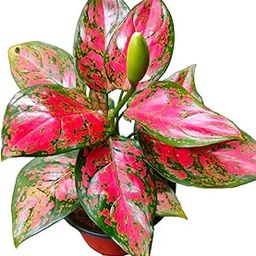 Aglaonema Red Valentine Live Indoor Plant – Low Maintenance, Air Purifying Decorative Plant for Home & Office-image-21