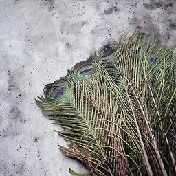 Dharmsaar Natural Mor Pankh Real for Vastu, Big Size Peacock Feathers for Decoration, Original Colorful Feathers for Living Room Bedroom Hall, Good Luck Art and Craft & Worship (Pack of 11)-picture-28