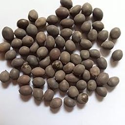 SPS MARKETING Raw Lotus Seeds - thamarai Seeds - Tamara ginjalu Kamal Gatta Seeds for Pooja & Havan 250g-image-53