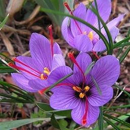 SVG® Saffron Flower Bulbs for Home and Gardening (Pack of 2 bulbs)-image-3