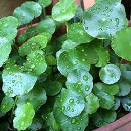 YOTOVA X1 Live Coin Plant Chinese Lucky Money Plant Tree for Office Desk Balcony Terrace Garden Living Room Corner Bedroom Home Decoration Gifting Air Purifier Study Table Hanging Pennywort Pilea-image-74