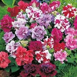 Petunia Double Mix Flower Seeds Hybrid Red,White,pink Colour Flower Seeds For Gardening & Planting pack of 155 seeds pituni4-image-40