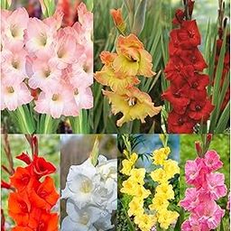 Andhagnai 7 Seprate Colors Gladiolus Flower Bulbs for Garden Balcony or Long Lasting Cut Flowering (2 Bulbs Each Color (14 Bulb))-image-74