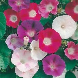 Beautifull Morning Glory Mixed Flower seeds for Home Gardening pack of 15 seeds-image-34