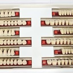 Dental Health & Wealth Double Layer Resin Teeth Type (23/438- A1)-image-13