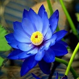Exotic Lotus Seeds Aquatic plants Water Lilly nice fragrance outdoor ponds 15 seeds Pack For Planting-image-13