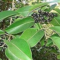 jamun leaf 100 leaves fresh-image-47