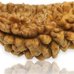 TRINETRA GEMS STONE Natural Ek Mukhi Kajudana Rudraksha IGL Lab Certified 1 Mukhi Kajudana Rudraksha Nepali Beads काजू दाना रुद्राक्ष For Make Pendant Real Brown Kajudana Rudraksha-image-17